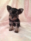 Teacup Snorkie Puppy for sale #22 Ready By Christmas 2012|Shipping for Less than What an Iowa or Minnesota Breeder would pay|$150 on Delta air